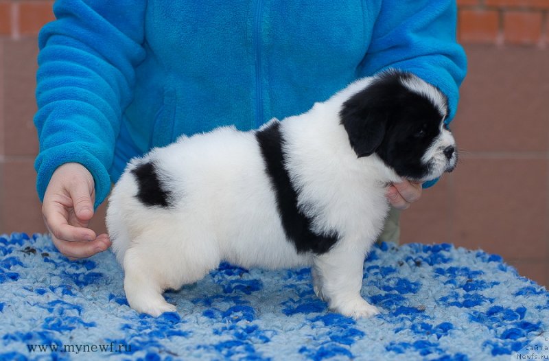 Фотография № 124131