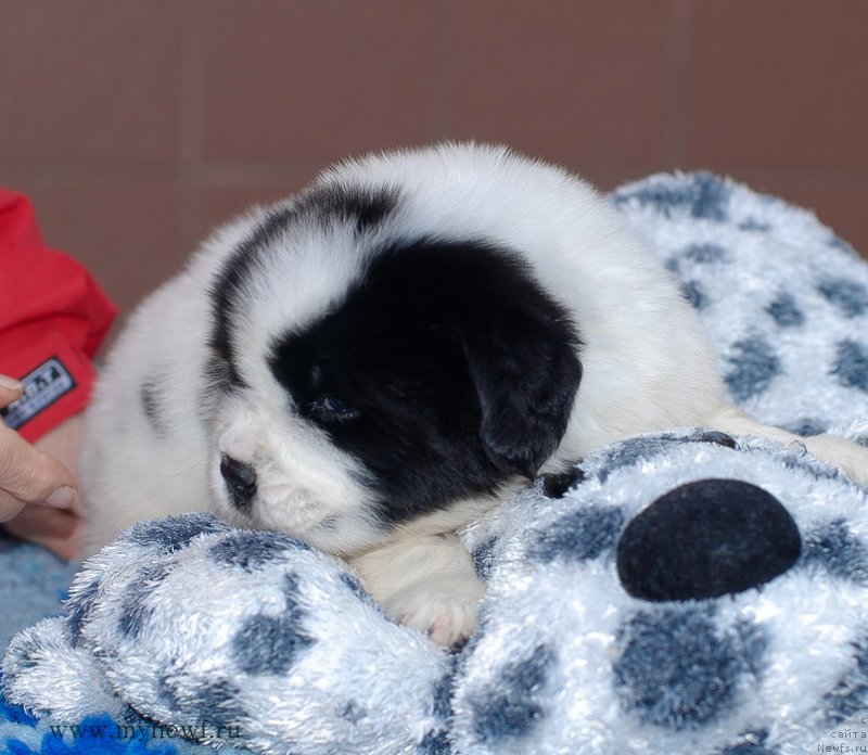 Фотография № 124140