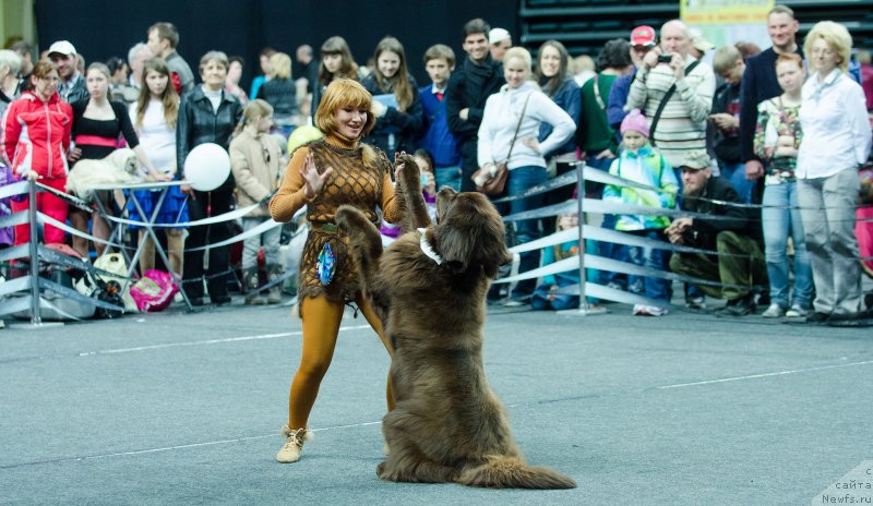 Фото: ньюфаундленд Fann'yuf Gloriya Dey (Фанньюф Глория Дей), Marina Novoselova (Марина Новоселова)