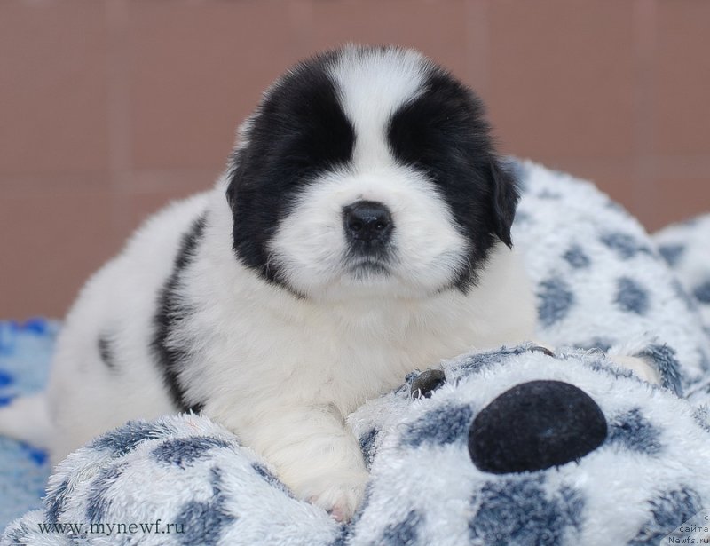 Фотография № 124144