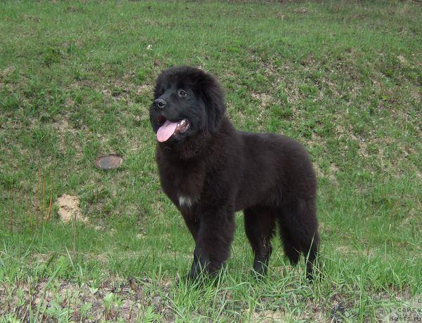 Фото: ньюфаундленд Sent Djons Otrada (Сент Джонс Отрада)