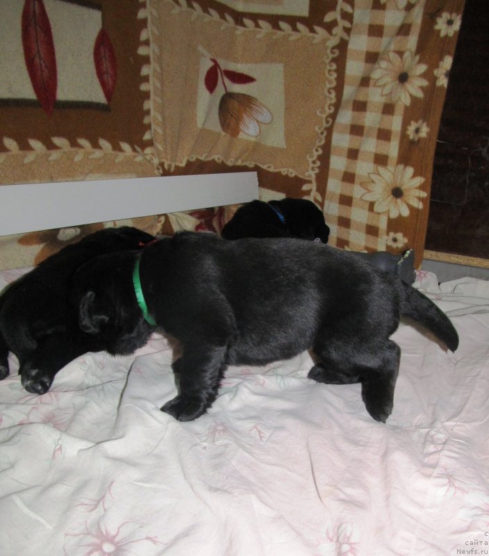 Фото: Доча, ньюфаундленд Val'kiriya Sigryun (Валькирия Сигрюн), ньюфаундленд Ih Vyisochestvo Vladlena Madjiks (Их Высочество Владлена Маджикс), ньюфаундленд S'Nezhnaya Vjuga Armando Parusso (С'Нежная Вьюга Армандо Паруссо)