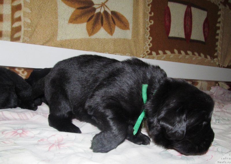 Фото: Доча, ньюфаундленд Val'kiriya Sigryun (Валькирия Сигрюн), ньюфаундленд Ih Vyisochestvo Vladlena Madjiks (Их Высочество Владлена Маджикс), ньюфаундленд S'Nezhnaya Vjuga Armando Parusso (С'Нежная Вьюга Армандо Паруссо)