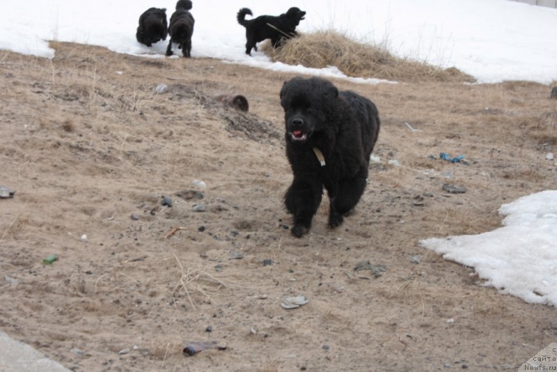 Фото: ньюфаундленд YAhont Dragocennyiy (Яхонт Драгоценный)