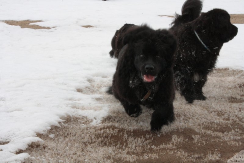 Фото: ньюфаундленд YAhont Dragocennyiy (Яхонт Драгоценный)