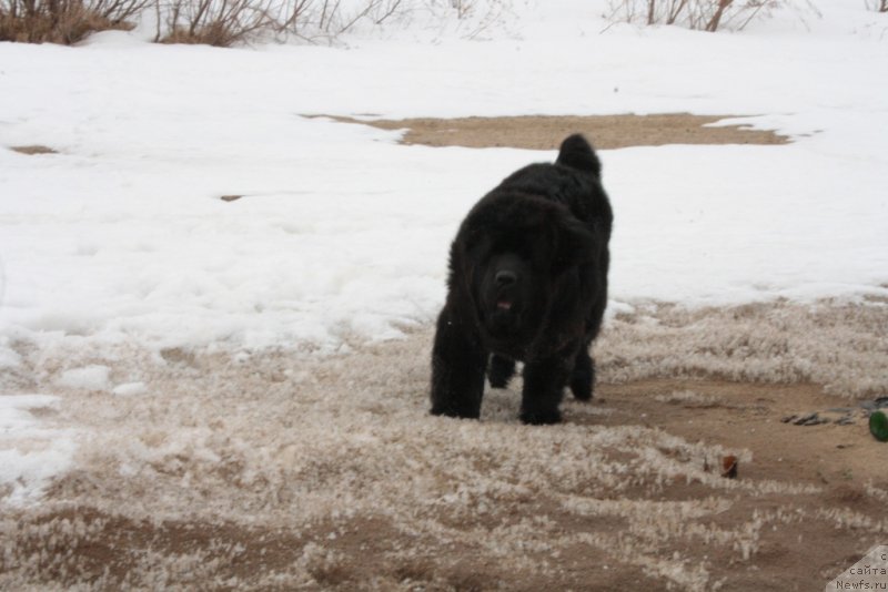 Фото: ньюфаундленд YAntarnaya Mechta (Янтарная Мечта)