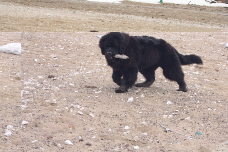 Фото: ньюфаундленд YAvnaya Krasota (Явная Красота)