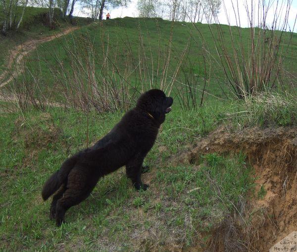 Фото: ньюфаундленд Sent Djons Otrada (Сент Джонс Отрада)