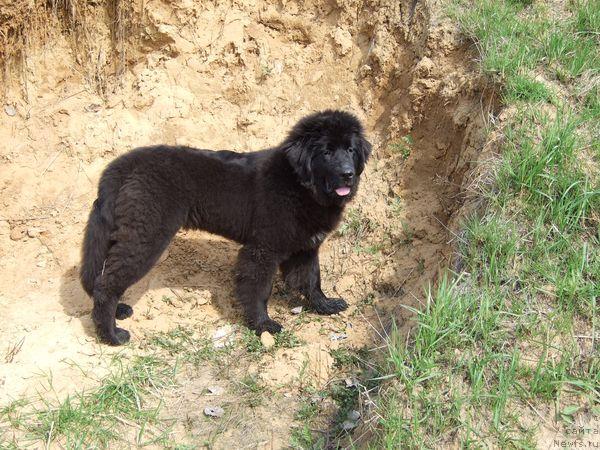 Фото: ньюфаундленд Sent Djons Otrada (Сент Джонс Отрада)