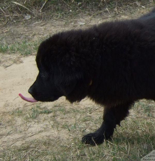 Фотография № 12419