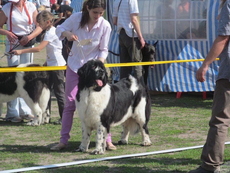 Фото: ньюфаундленд Aleze Beautiful Princess Aqua Pearl