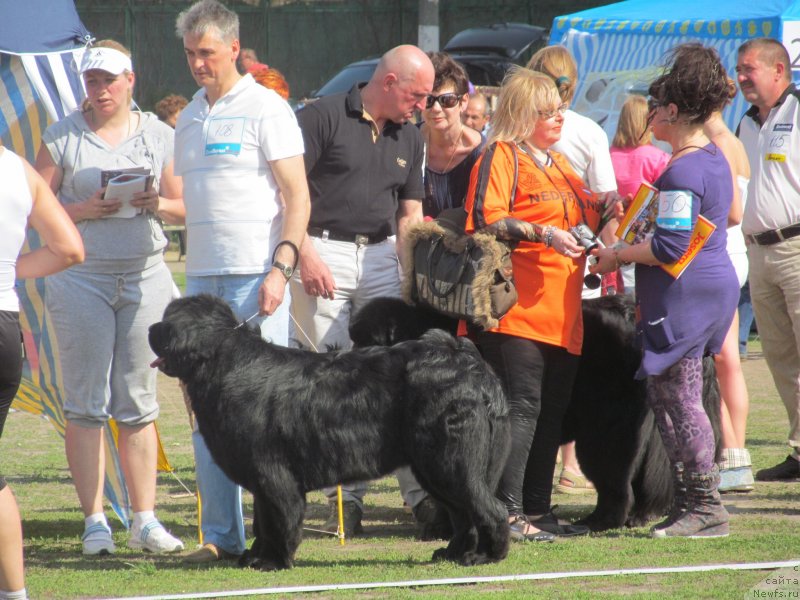 Фото: ньюфаундленд Lennon Mister Newf