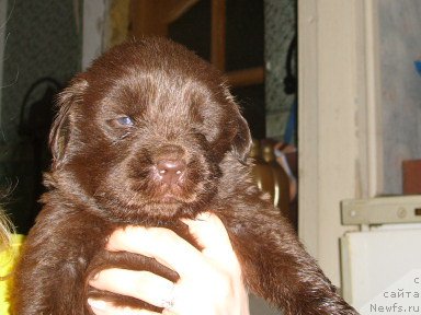 Фото: детки, ньюфаундленд CHernyiy SHarm Amber Best Dog FO Marleon (Черный Шарм Амбер Бест Дог ФО Марлеон), ньюфаундленд Jozefina Ledi Prekrasnaya (Жозефина Леди Прекрасная)