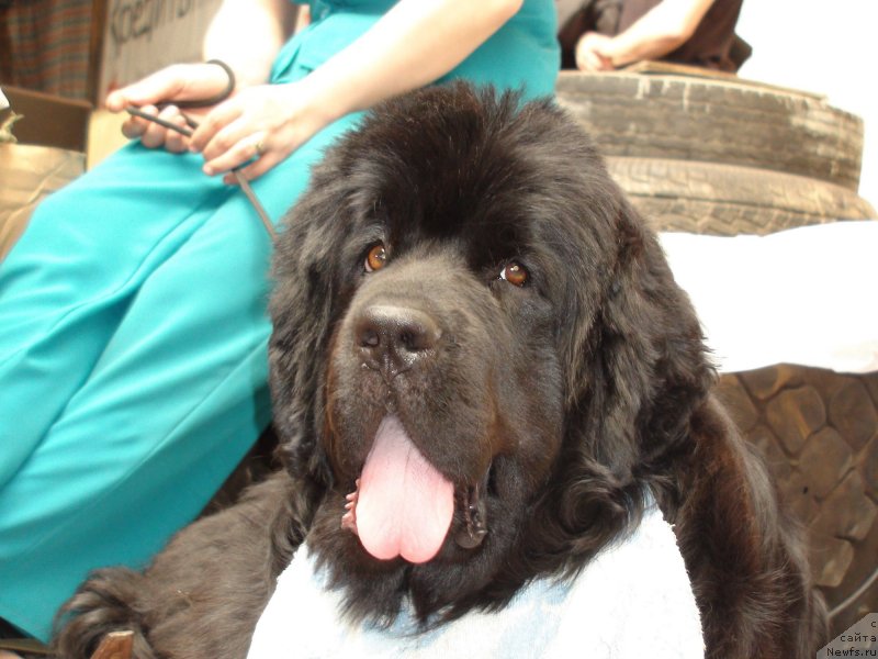 Фото: ньюфаундленд Obayatel'naya Ledi ot Laskovogo Del'fina (Обаятельная Леди от Ласкового Дельфина)