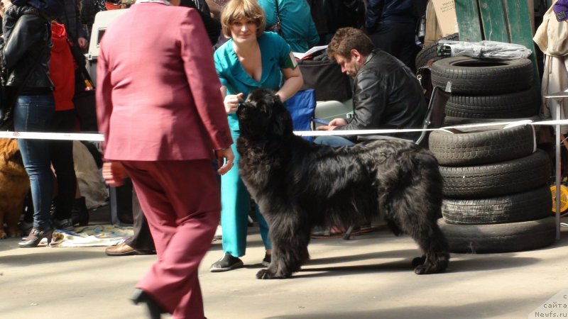 Фото: ньюфаундленд Obayatel'naya Ledi ot Laskovogo Del'fina (Обаятельная Леди от Ласкового Дельфина)