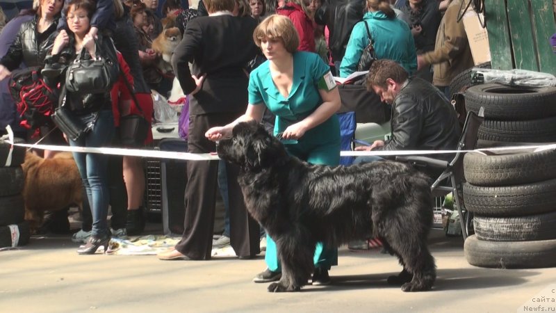 Фото: ньюфаундленд Obayatel'naya Ledi ot Laskovogo Del'fina (Обаятельная Леди от Ласкового Дельфина)