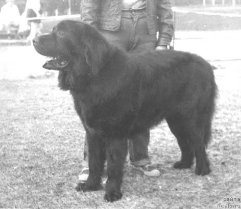 Фото: ньюфаундленд Neron Glor (Нерон Глор)