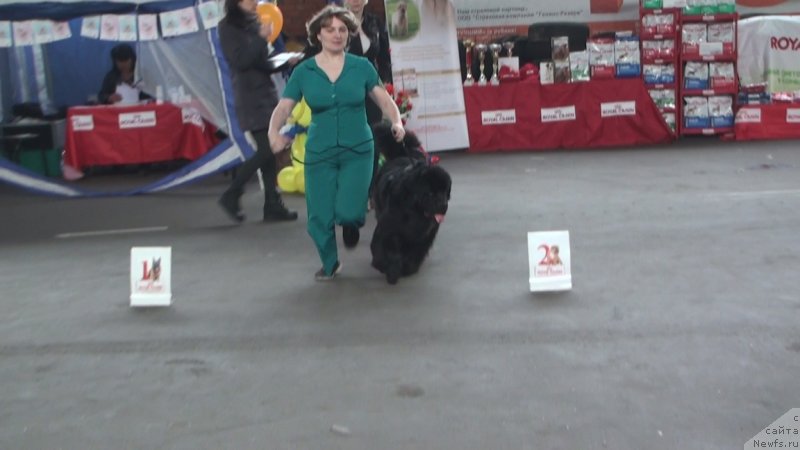 Фото: ньюфаундленд Obayatel'naya Ledi ot Laskovogo Del'fina (Обаятельная Леди от Ласкового Дельфина)