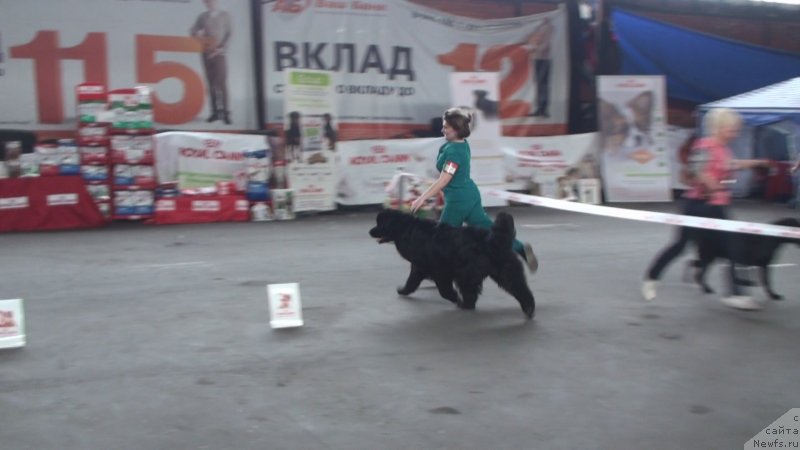 Фото: ньюфаундленд Obayatel'naya Ledi ot Laskovogo Del'fina (Обаятельная Леди от Ласкового Дельфина)