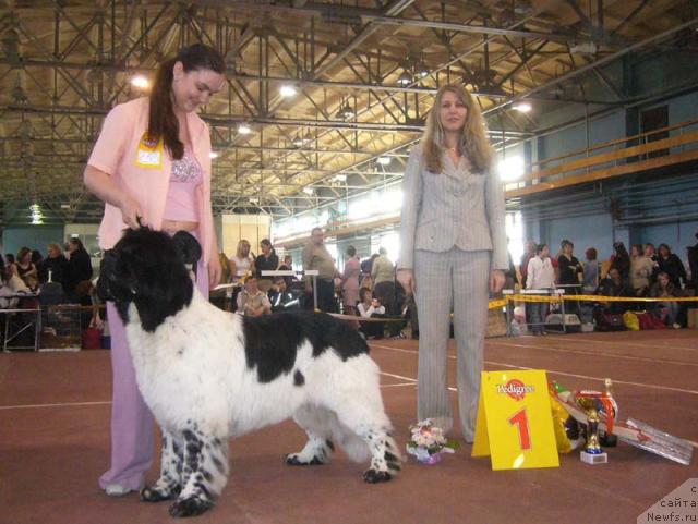 Фото: ньюфаундленд Super Bizon Argo (Супер Бизон Арго)