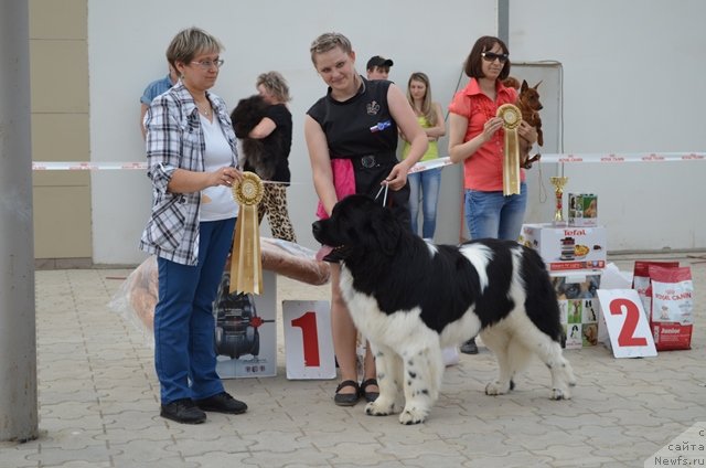 Фото: ньюфаундленд CHernyiy SHarm Vankuver (Черный Шарм Ванкувер), Aleksandra Budchenko (Александра Будченко)
