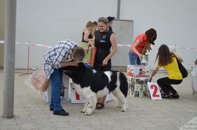Фото: ньюфаундленд CHernyiy SHarm Vankuver (Черный Шарм Ванкувер), Aleksandra Budchenko (Александра Будченко)