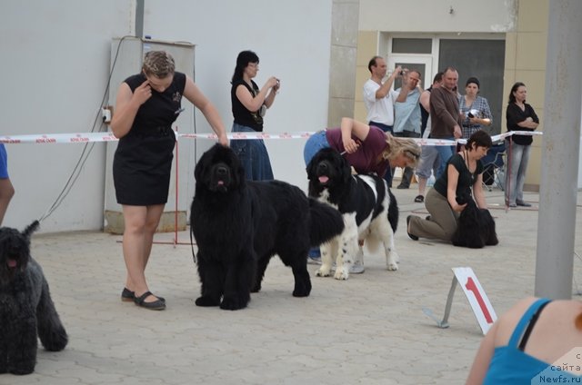 Фото: ньюфаундленд Vom Waterfall Land Ay Todor (Вом Ватерфалл Лэнд Ай Тодор), ньюфаундленд CHernyiy SHarm Vankuver (Черный Шарм Ванкувер), Aleksandra Budchenko (Александра Будченко)