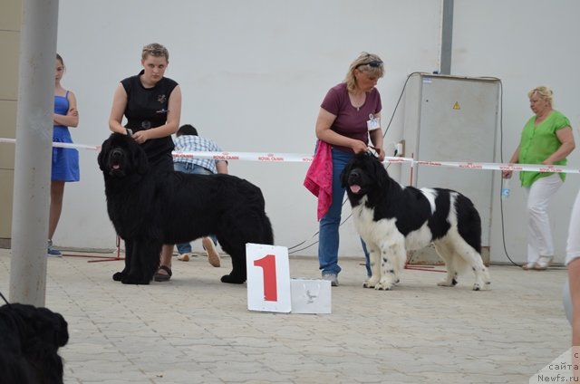 Фото: ньюфаундленд Vom Waterfall Land Ay Todor (Вом Ватерфалл Лэнд Ай Тодор), ньюфаундленд CHernyiy SHarm Vankuver (Черный Шарм Ванкувер), Aleksandra Budchenko (Александра Будченко)