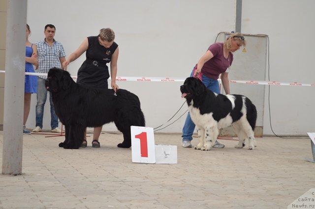 Фото: ньюфаундленд Vom Waterfall Land Ay Todor (Вом Ватерфалл Лэнд Ай Тодор), ньюфаундленд CHernyiy SHarm Vankuver (Черный Шарм Ванкувер), Aleksandra Budchenko (Александра Будченко)