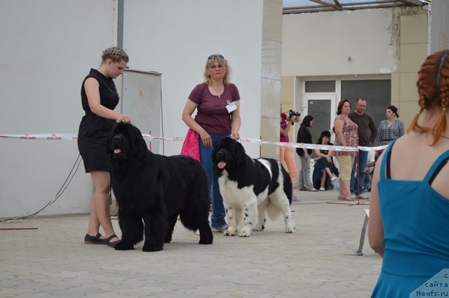 Фото: ньюфаундленд Vom Waterfall Land Ay Todor (Вом Ватерфалл Лэнд Ай Тодор), ньюфаундленд CHernyiy SHarm Vankuver (Черный Шарм Ванкувер), Aleksandra Budchenko (Александра Будченко)