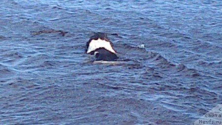 Фото: ньюфаундленд Don't Worry Be Happy de L'Etoile de Cyrice