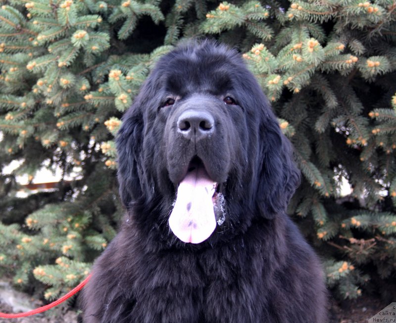 Фотография № 124242