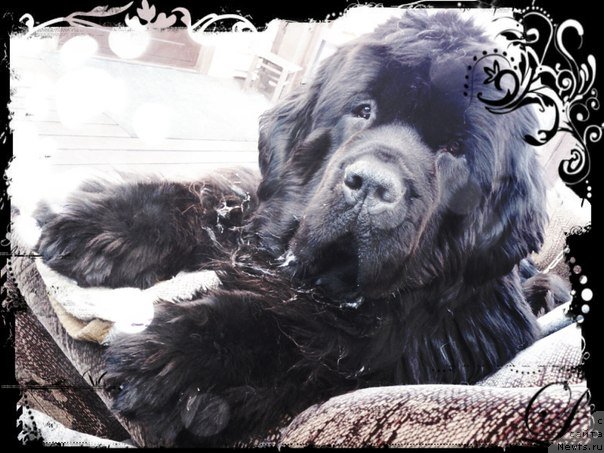 Фото: Dar'ya Hijnyak (Дарья Хижняк), ньюфаундленд Piternyuf Monte Kristo (Питерньюф Монте Кристо)