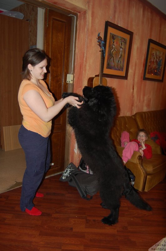 Фото: ньюфаундленд N'yufort Hay Born (Ньюфорт Хай Борн)