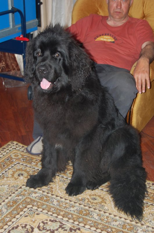 Фото: ньюфаундленд N'yufort Hay Born (Ньюфорт Хай Борн)