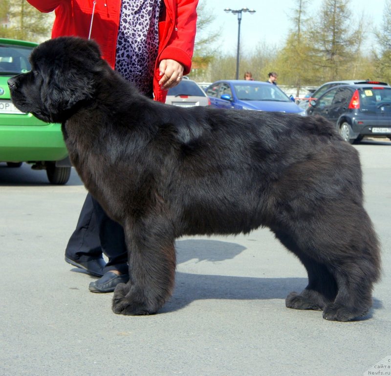 Фото: ньюфаундленд Smigar Galaxsy Shall Win (Смигар Галакси Шелл Вин)