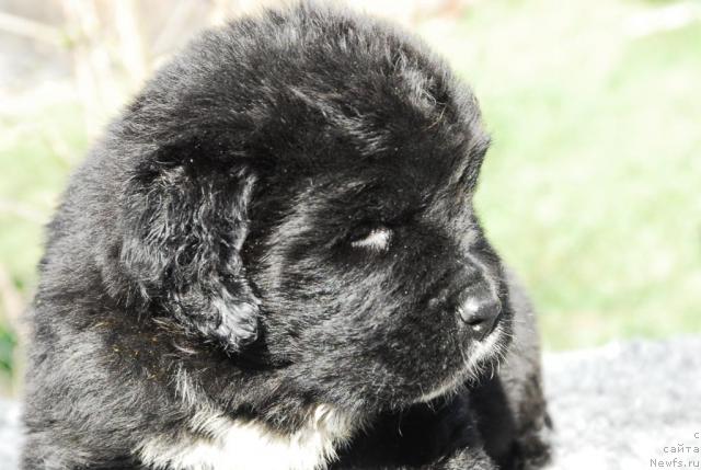 Фото: ньюфаундленд Sent Djons Penelopa Krus (Сент Джонс Пенелопа Крус)