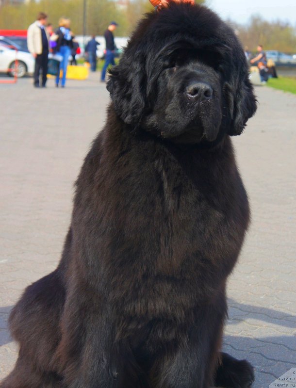 Фото: ньюфаундленд Smigar Galaxsy Shall Win (Смигар Галакси Шелл Вин)