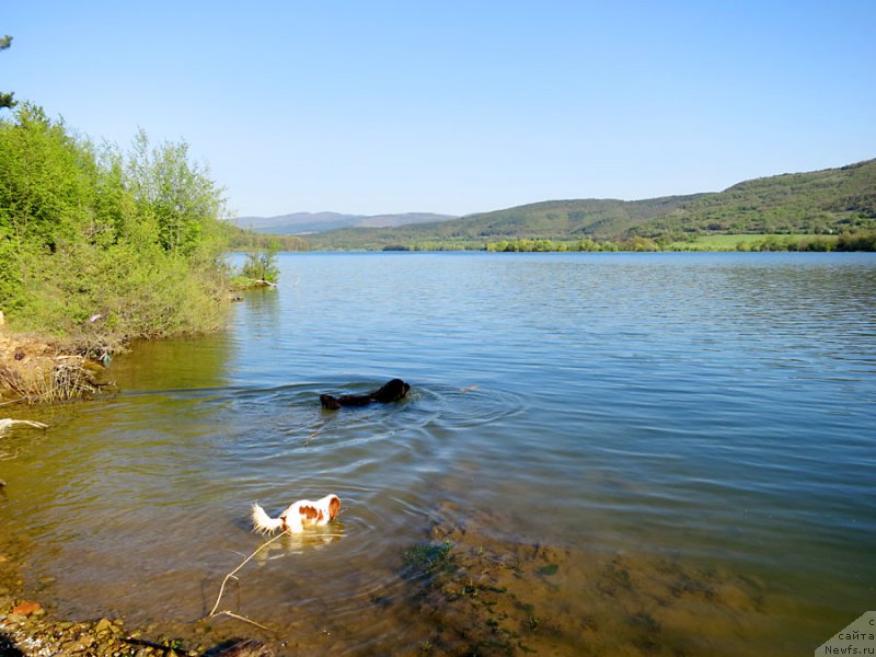 Фото: ньюфаундленд Potap Fidel' (Потап Фидель)