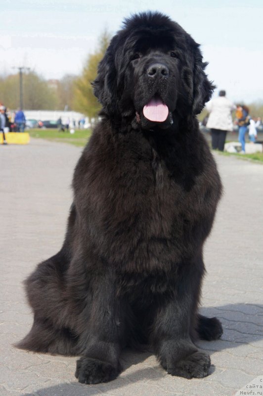 Фото: ньюфаундленд Smigar Galaxsy Shall Win (Смигар Галакси Шелл Вин)