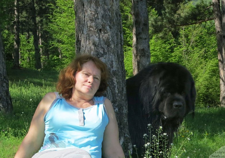 Фото: ньюфаундленд Potap Fidel' (Потап Фидель)