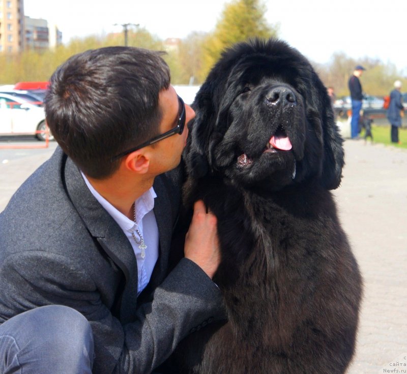 Фото: ньюфаундленд Smigar Galaxsy Shall Win (Смигар Галакси Шелл Вин)