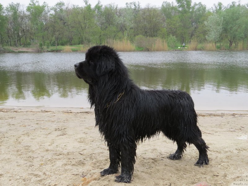 Фото: ньюфаундленд Schastlivyj Sluchay Kara Deniz (Счастливый Случай Кара Дениз)