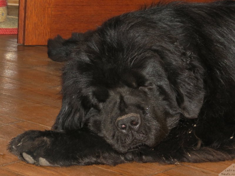 Фото: ньюфаундленд Schastlivyj Sluchay Kara Deniz (Счастливый Случай Кара Дениз)
