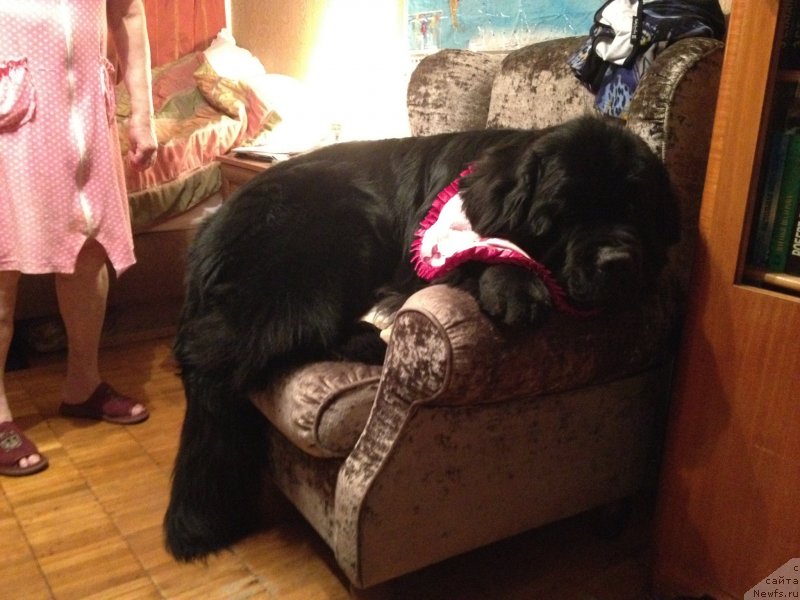 Фото: ньюфаундленд Restayling From SHipmyen (Рестайлинг Фром Шипмэн)