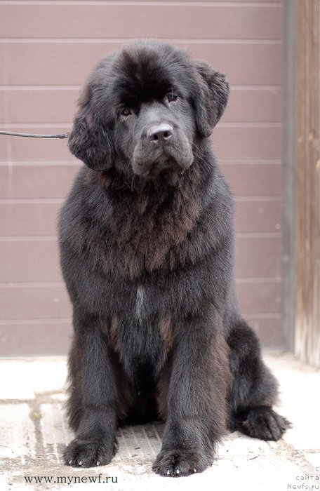 Фото: ньюфаундленд Sent Djons Bekoz Ay Love YU (Сент Джонс Бекоз Ай Лове Ю)