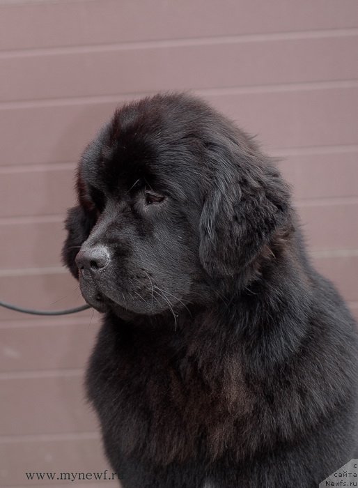 Фотография № 124265