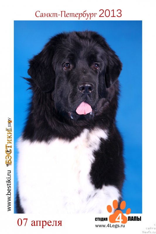 Фото: ньюфаундленд Plushevaya Panda Felicita (Плюшевая Панда Феличита)