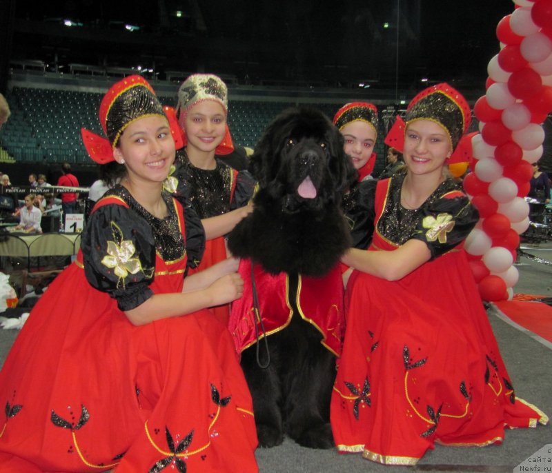 Фото: ньюфаундленд Smigar Galaxsy Shall Win (Смигар Галакси Шелл Вин)