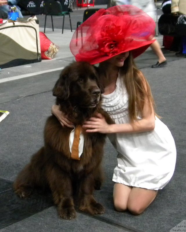 Фото: ньюфаундленд Fann'yuf Gloriya Dey (Фанньюф Глория Дей)